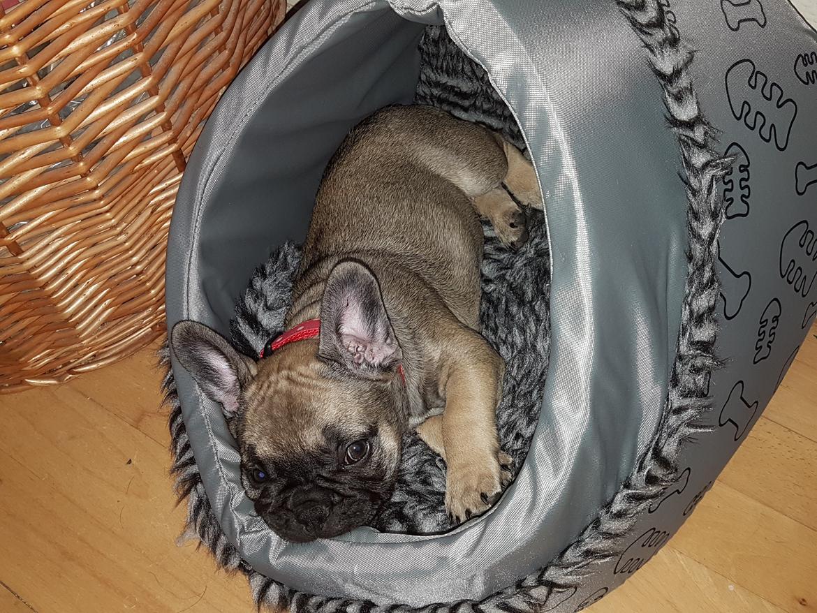Fransk bulldog Charlie billede 2
