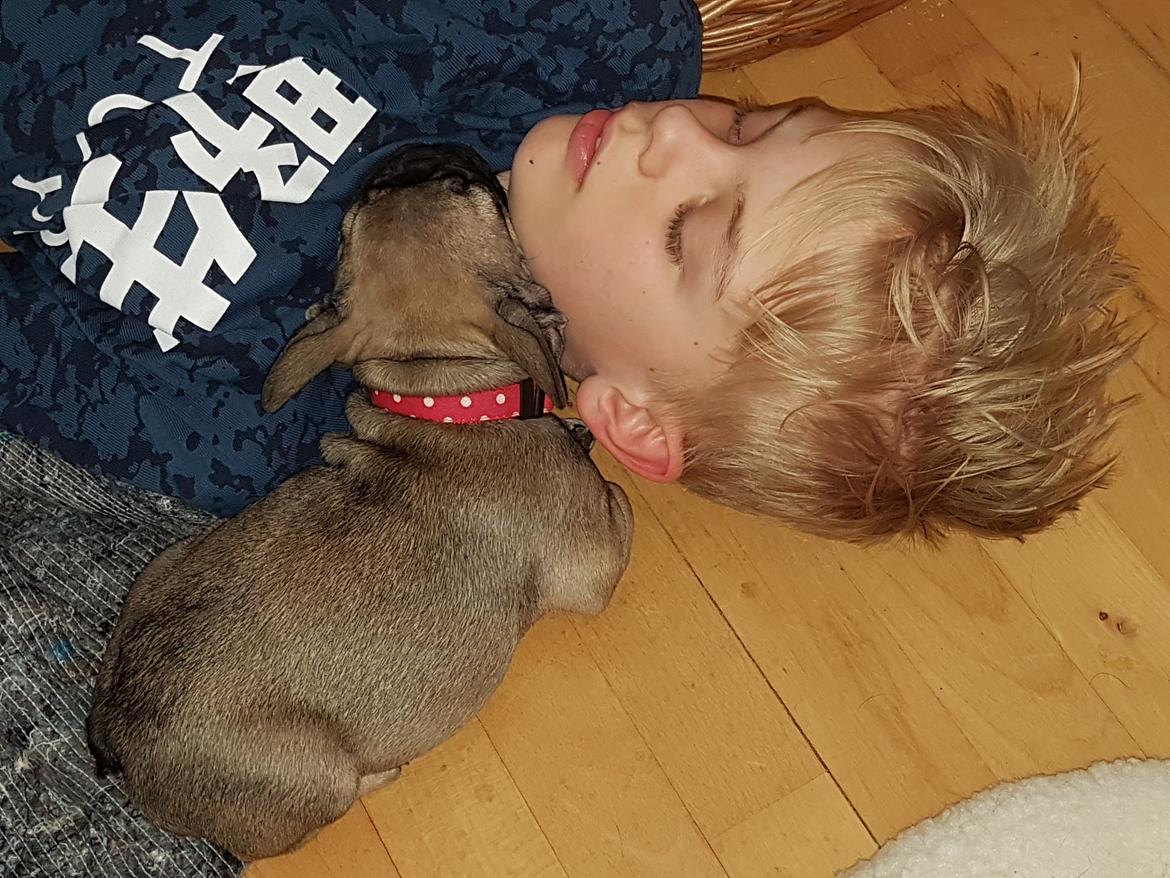 Fransk bulldog Charlie billede 3