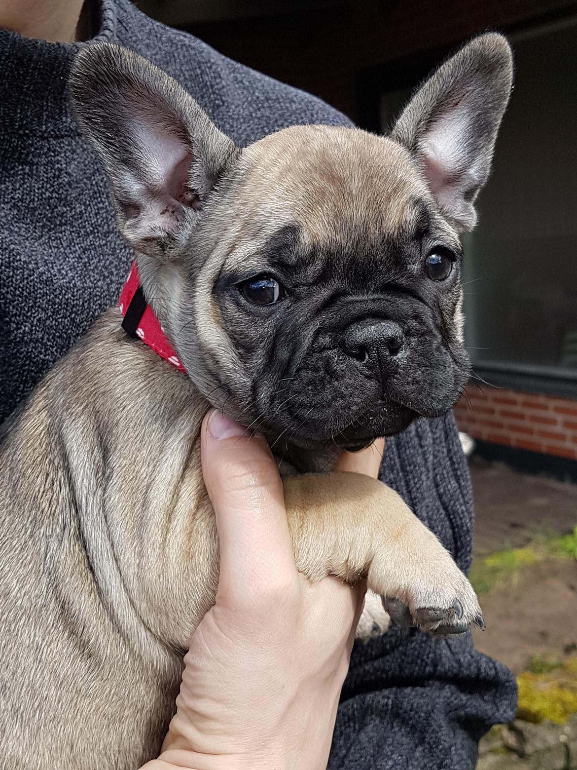 Fransk bulldog Charlie billede 4