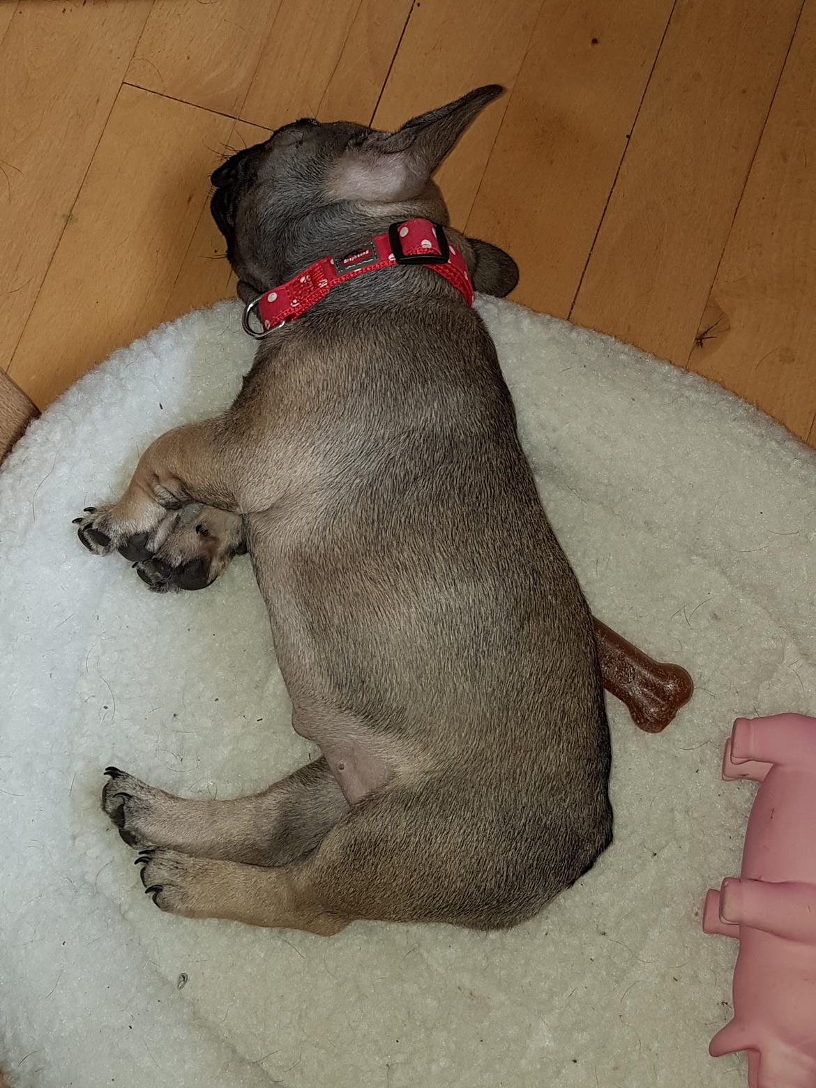 Fransk bulldog Charlie billede 6