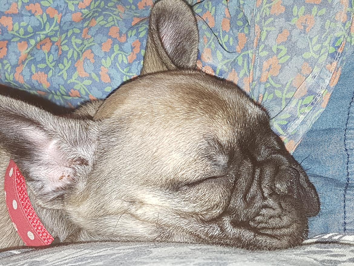 Fransk bulldog Charlie billede 7
