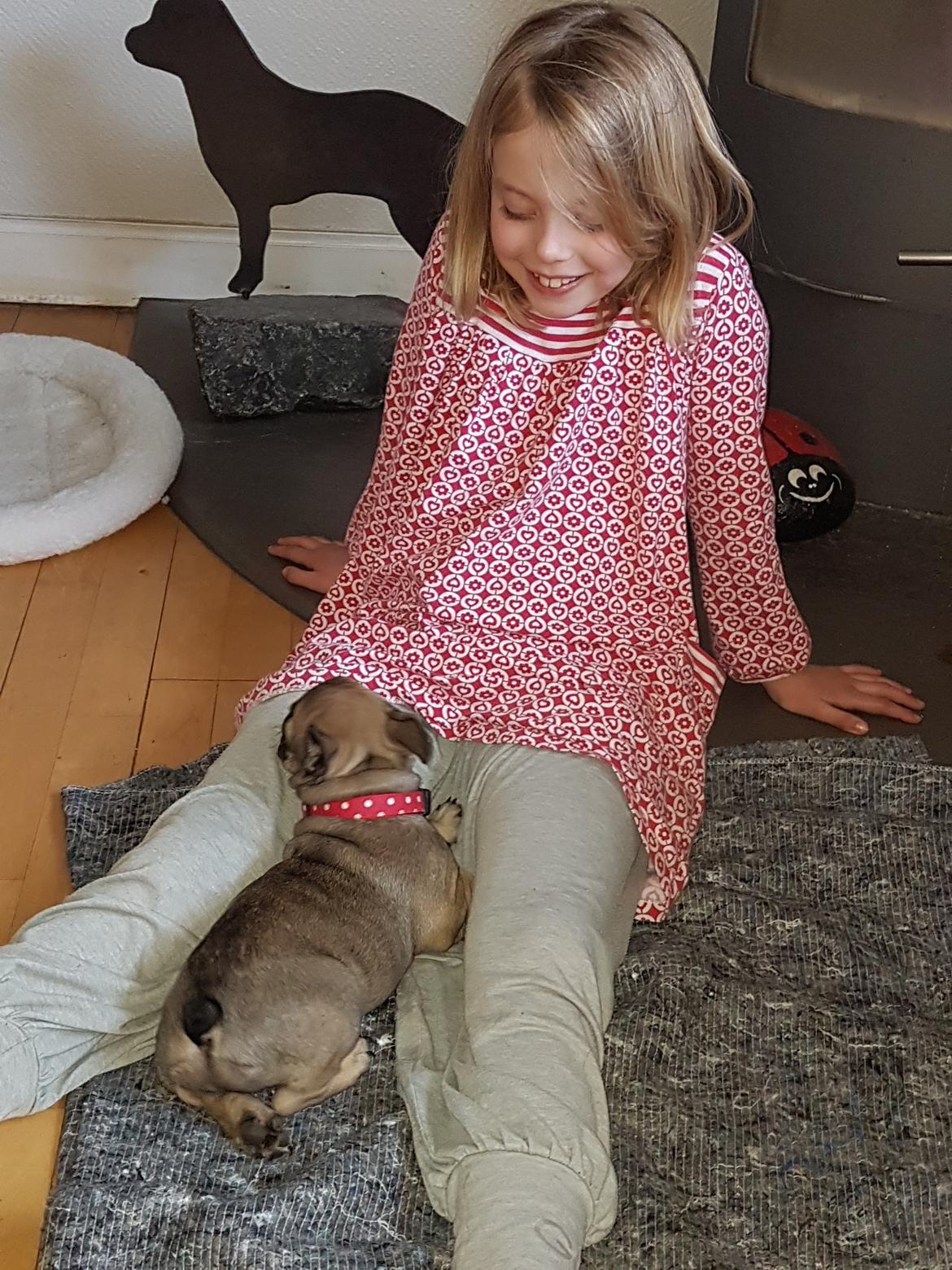 Fransk bulldog Charlie billede 8