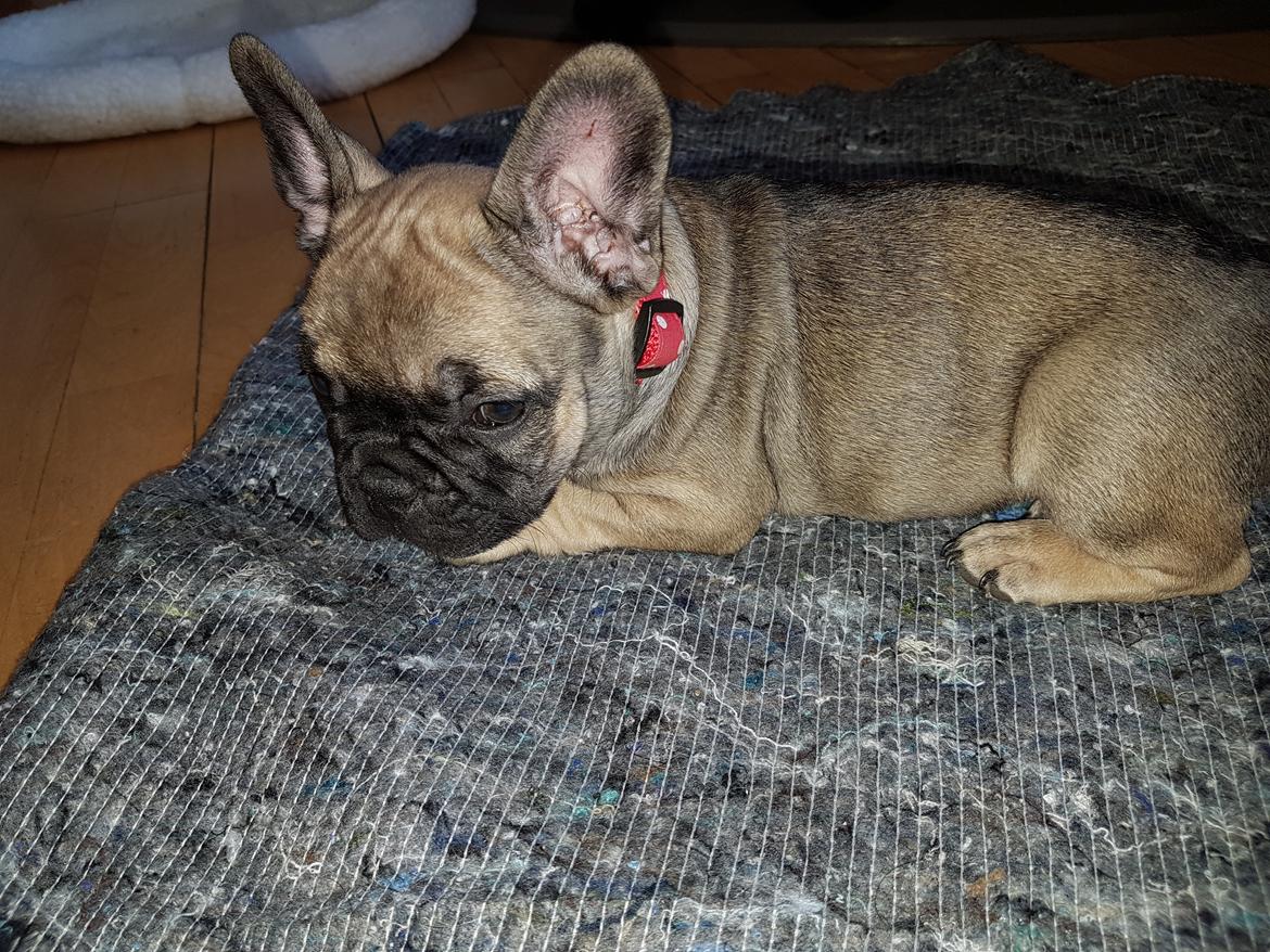Fransk bulldog Charlie billede 9