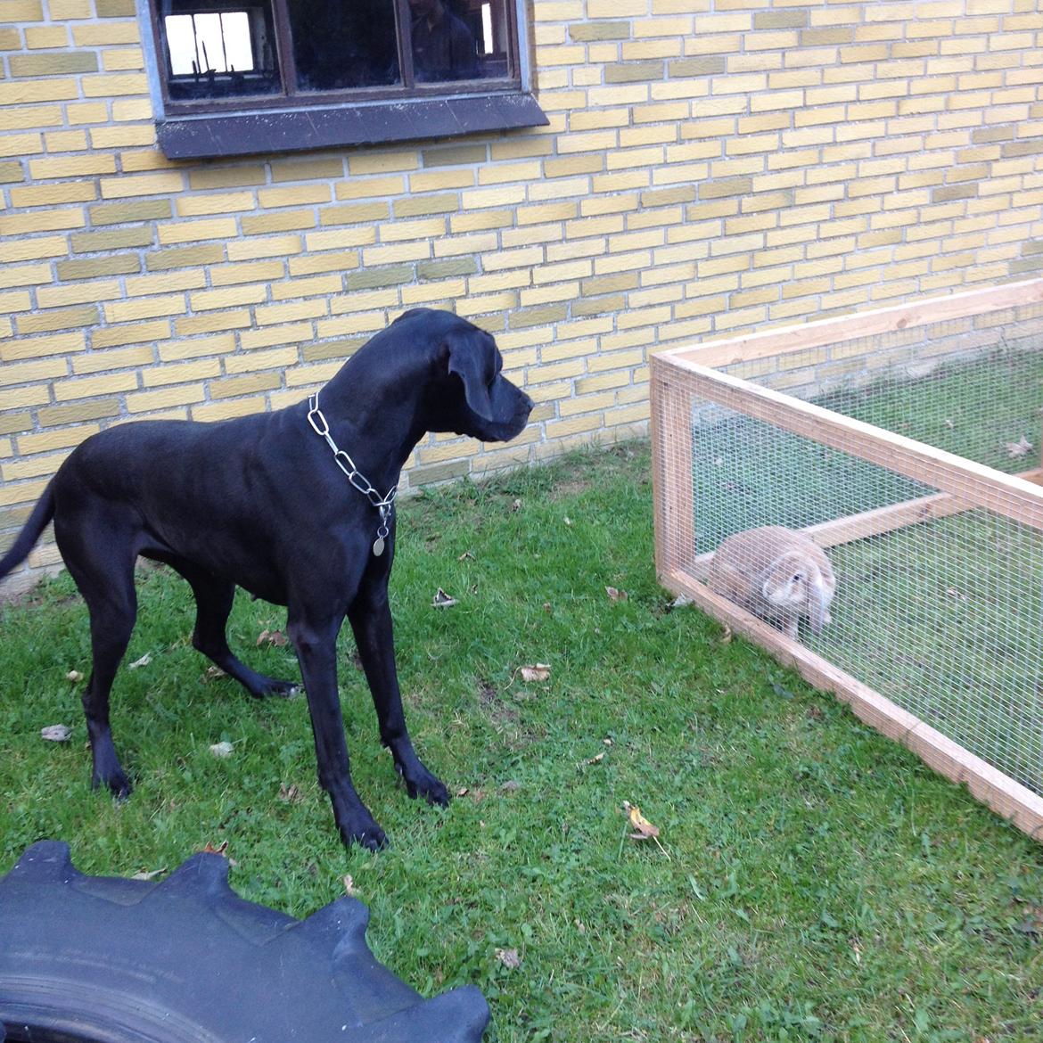 Grand danois Diva R. I.P min smukke engel <3 - okt 2015 billede 25