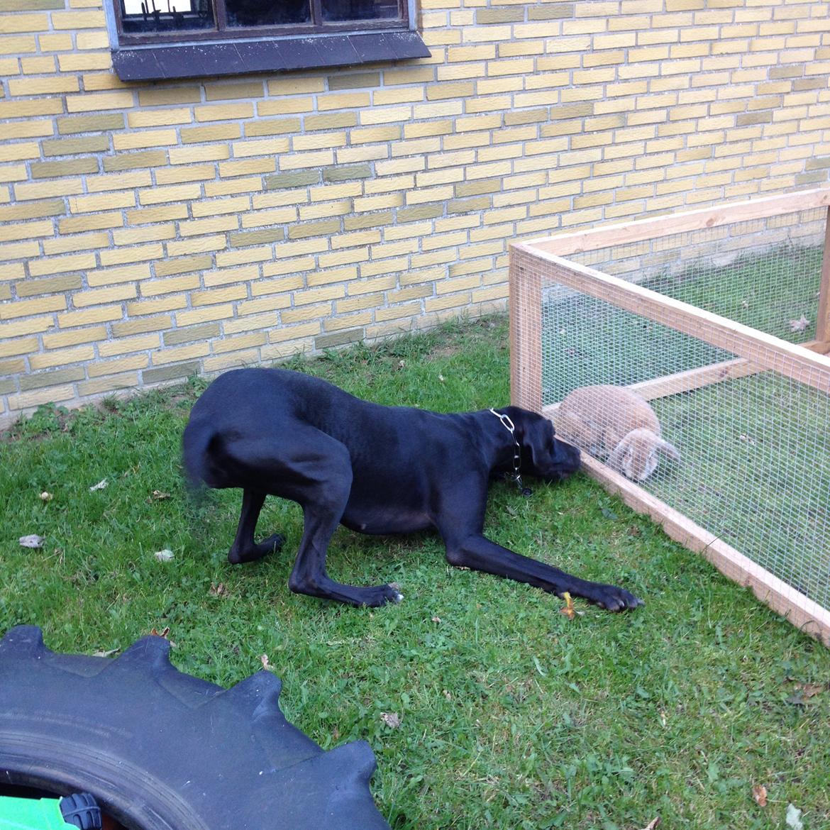 Grand danois Diva R. I.P min smukke engel <3 - okt 2015 billede 26