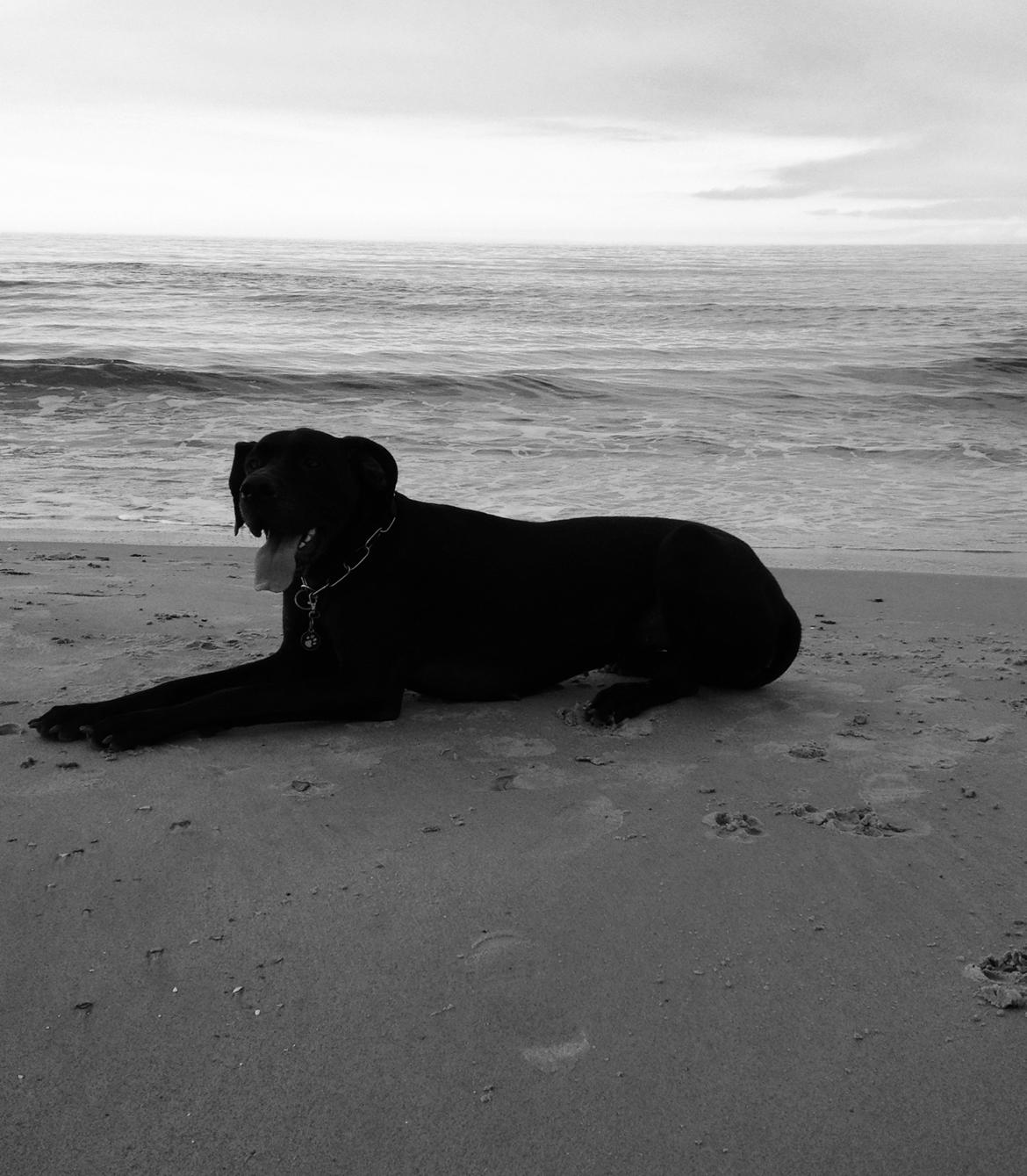 Grand danois Diva R. I.P min smukke engel <3 - nov 2015 snart 4år ☺️ billede 27