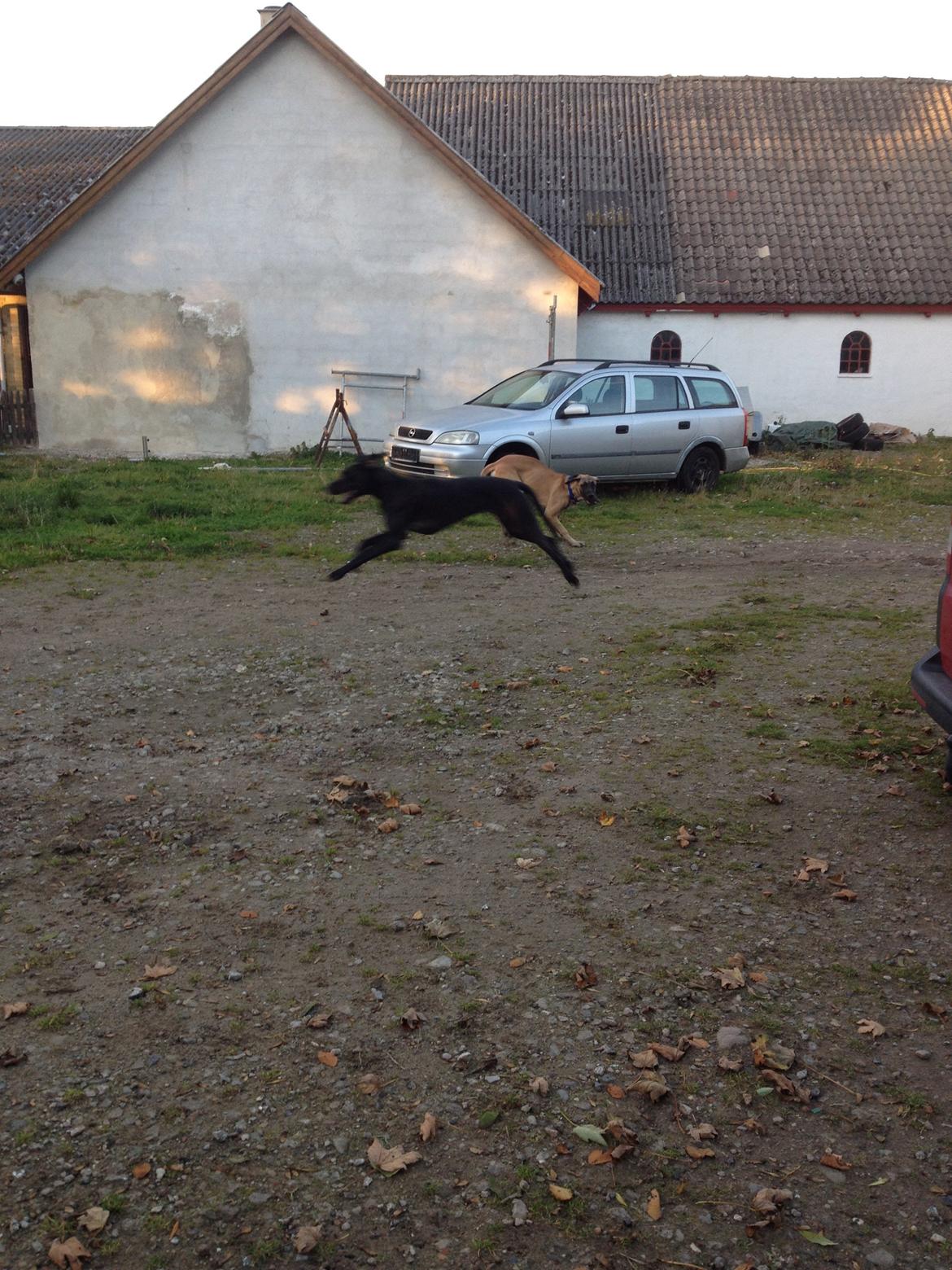 Grand danois Diva R. I.P min smukke engel <3 - bedste legekammerat på besøg ❤️ billede 28