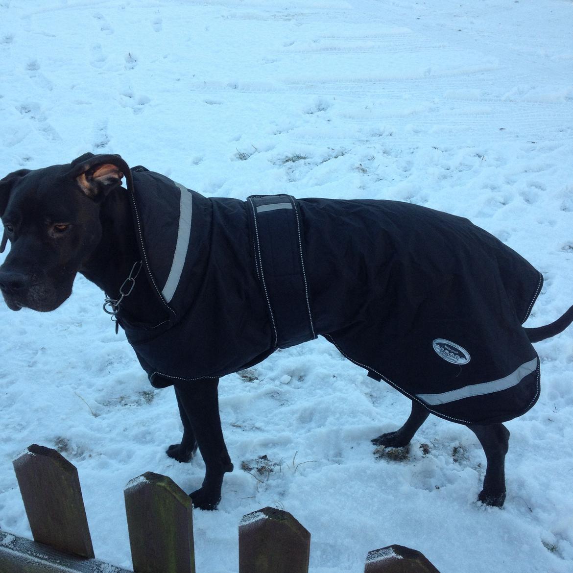 Grand danois Diva R. I.P min smukke engel <3 - 2015 billede 29