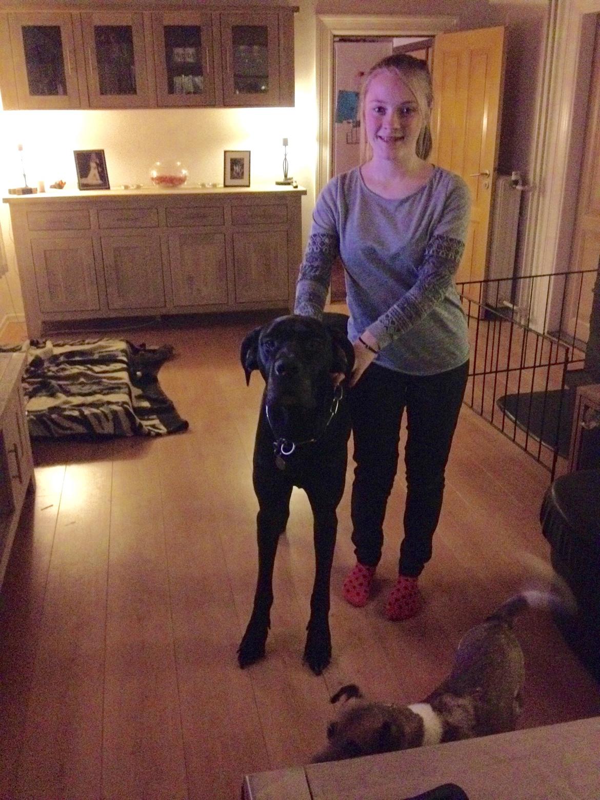 Grand danois Diva R. I.P min smukke engel <3 - så stor hun er blevet 😊 2016 billede 30