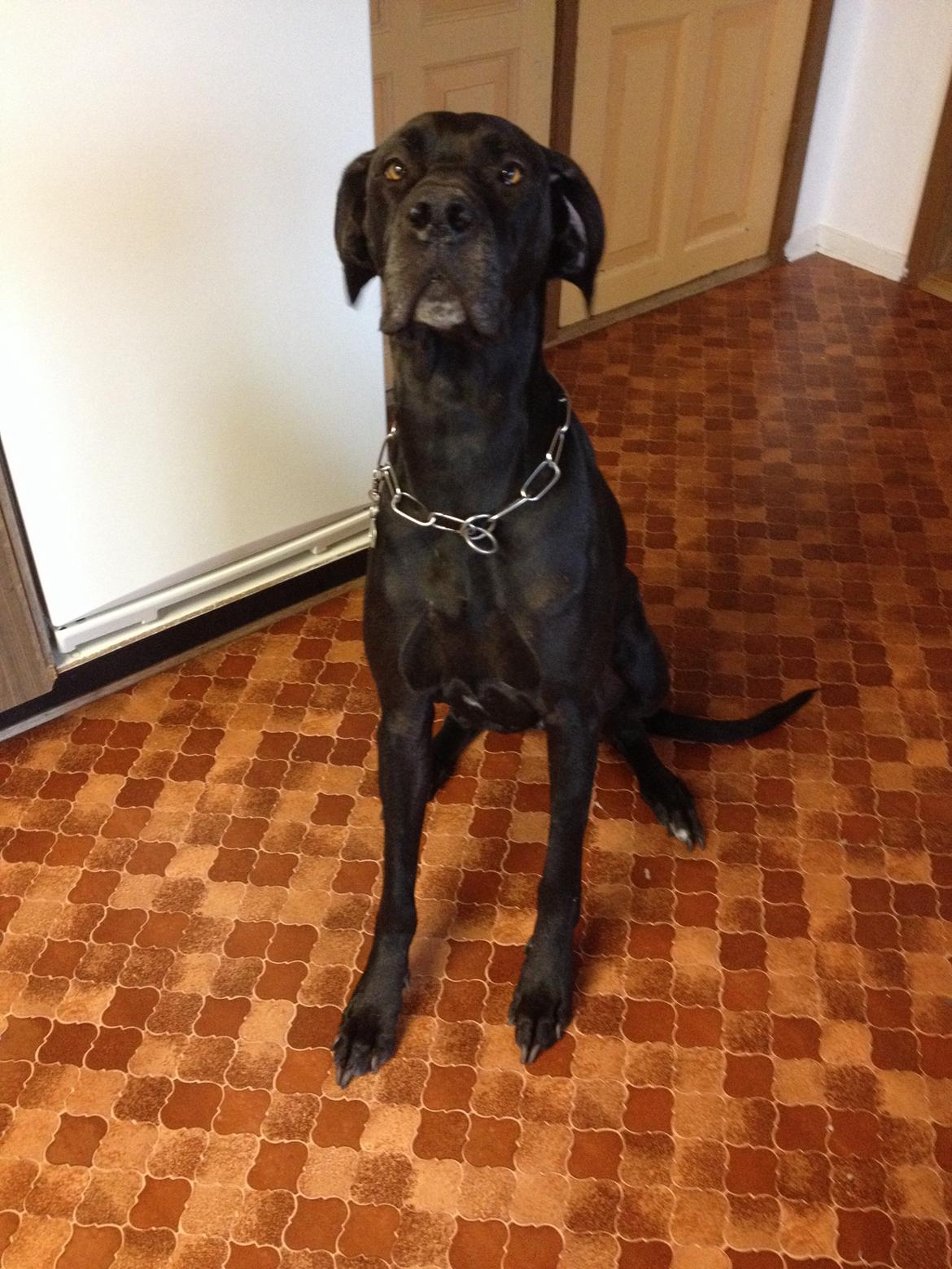 Grand danois Diva R. I.P min smukke engel <3 - diva 4år ❤️ billede 31