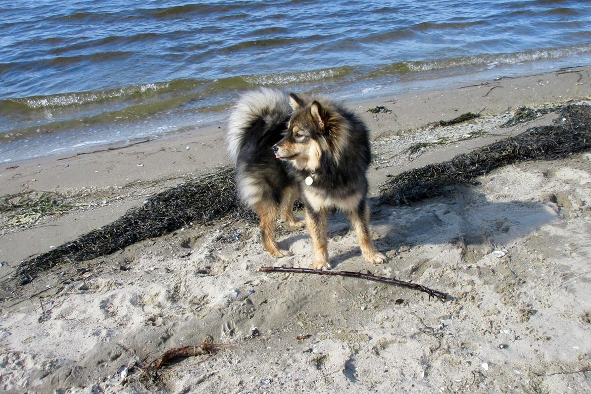 Finsk lapphund Silke  billede 21