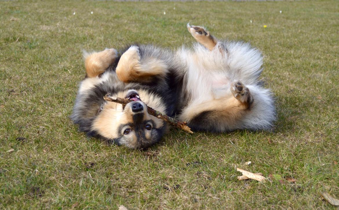 Finsk lapphund Silke  billede 19