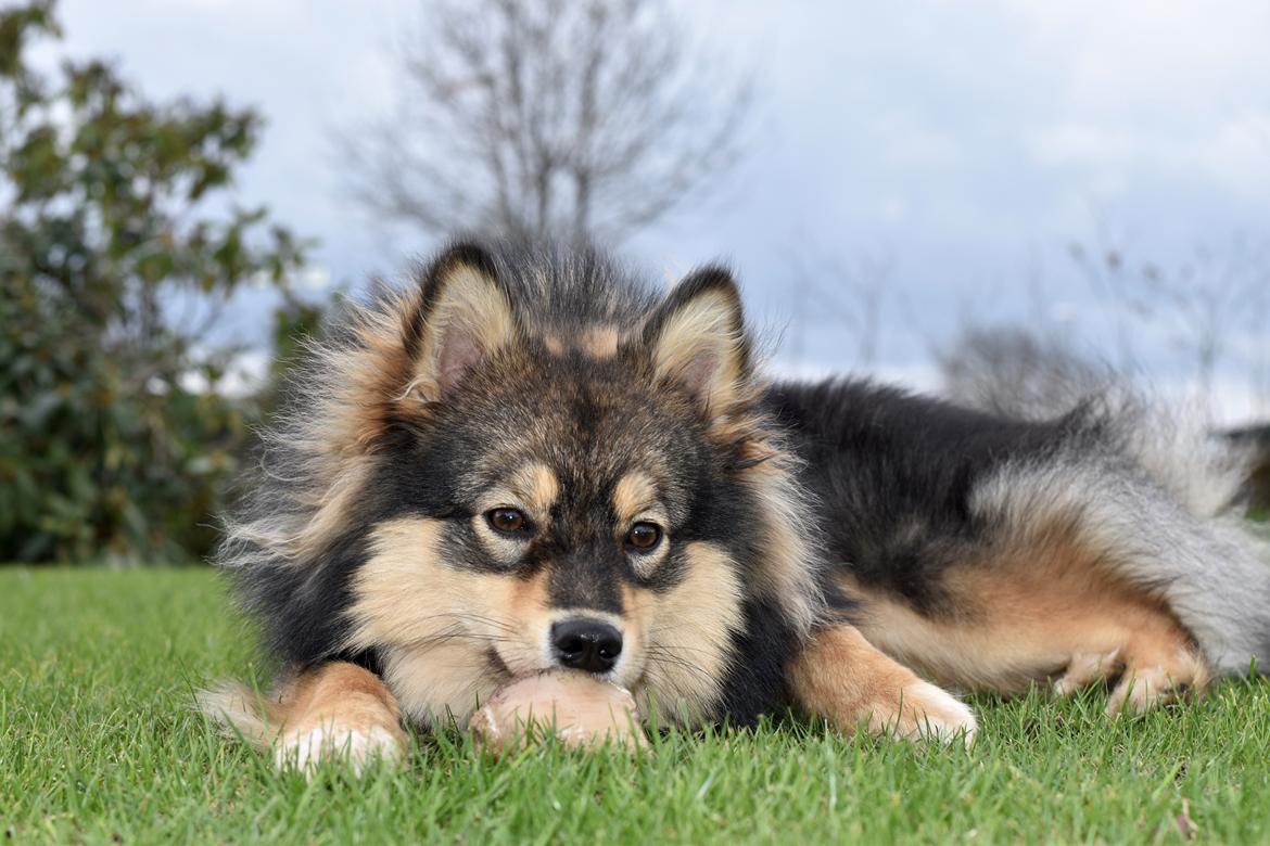 Finsk lapphund Silke  billede 22