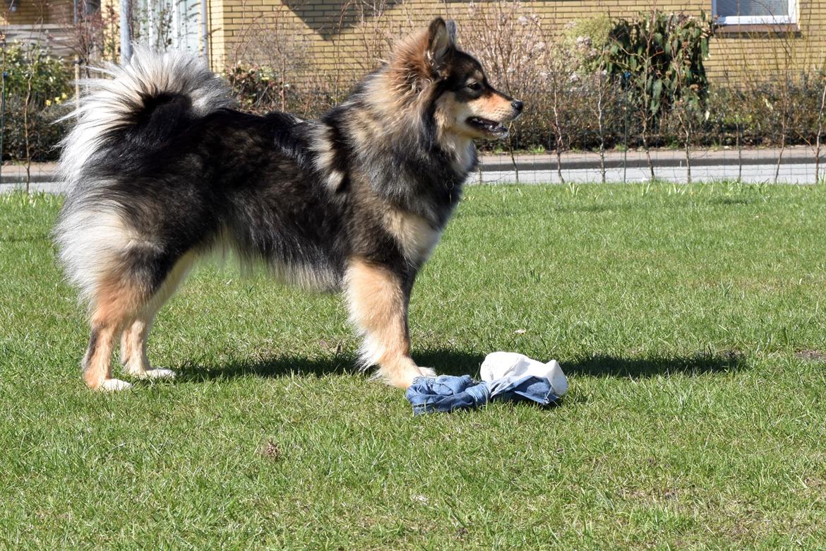 Finsk lapphund Silke  billede 17