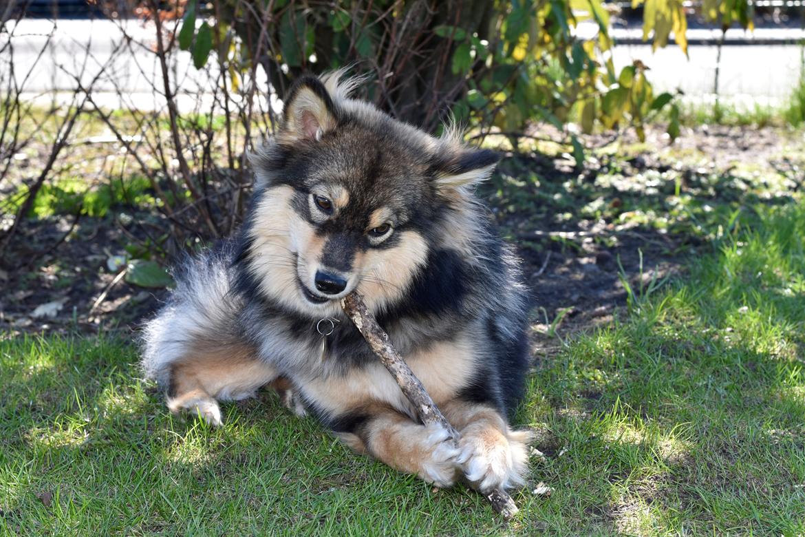 Finsk lapphund Silke  billede 18