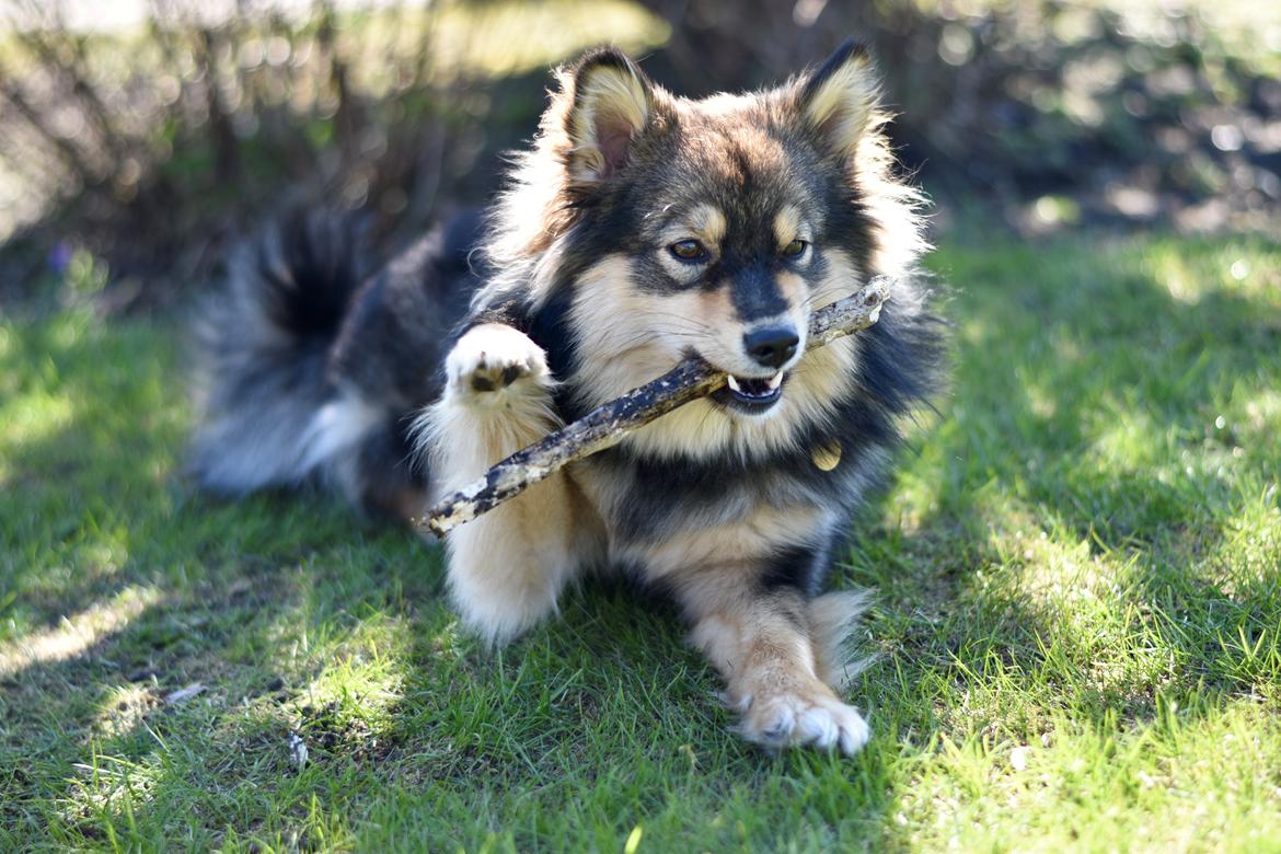 Finsk lapphund Silke  billede 11