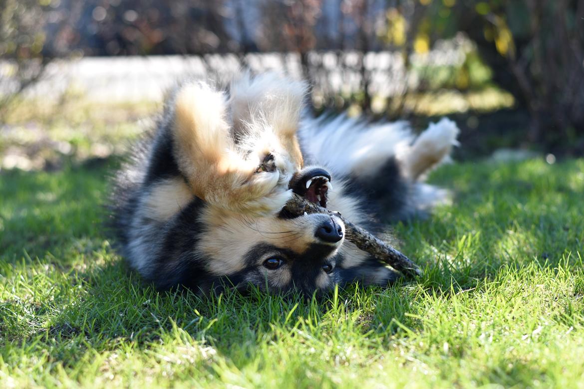 Finsk lapphund Silke  billede 13