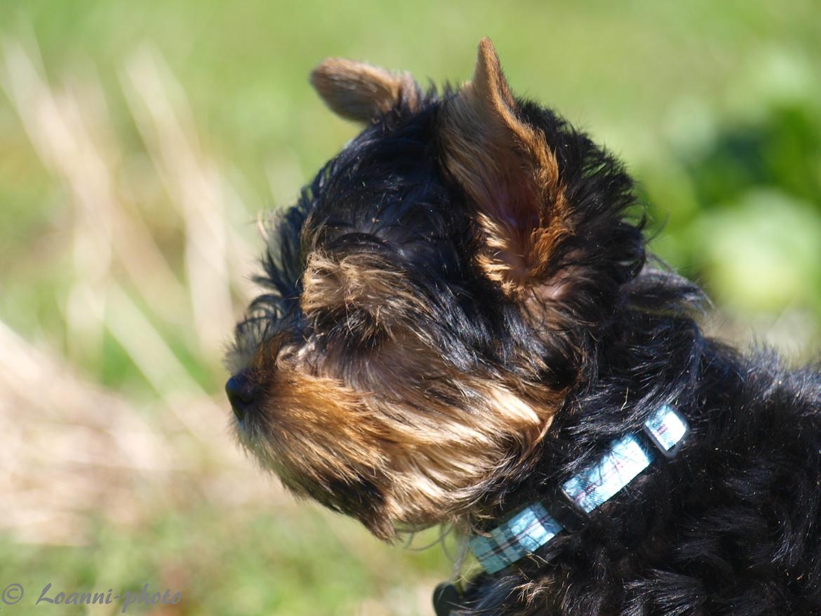 Yorkshire terrier Cujo billede 25