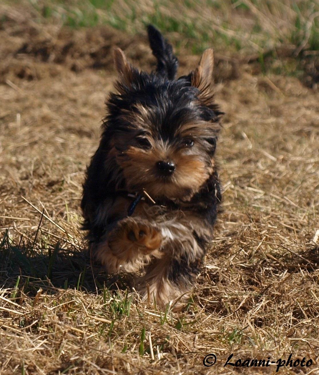 Yorkshire terrier Cujo billede 28