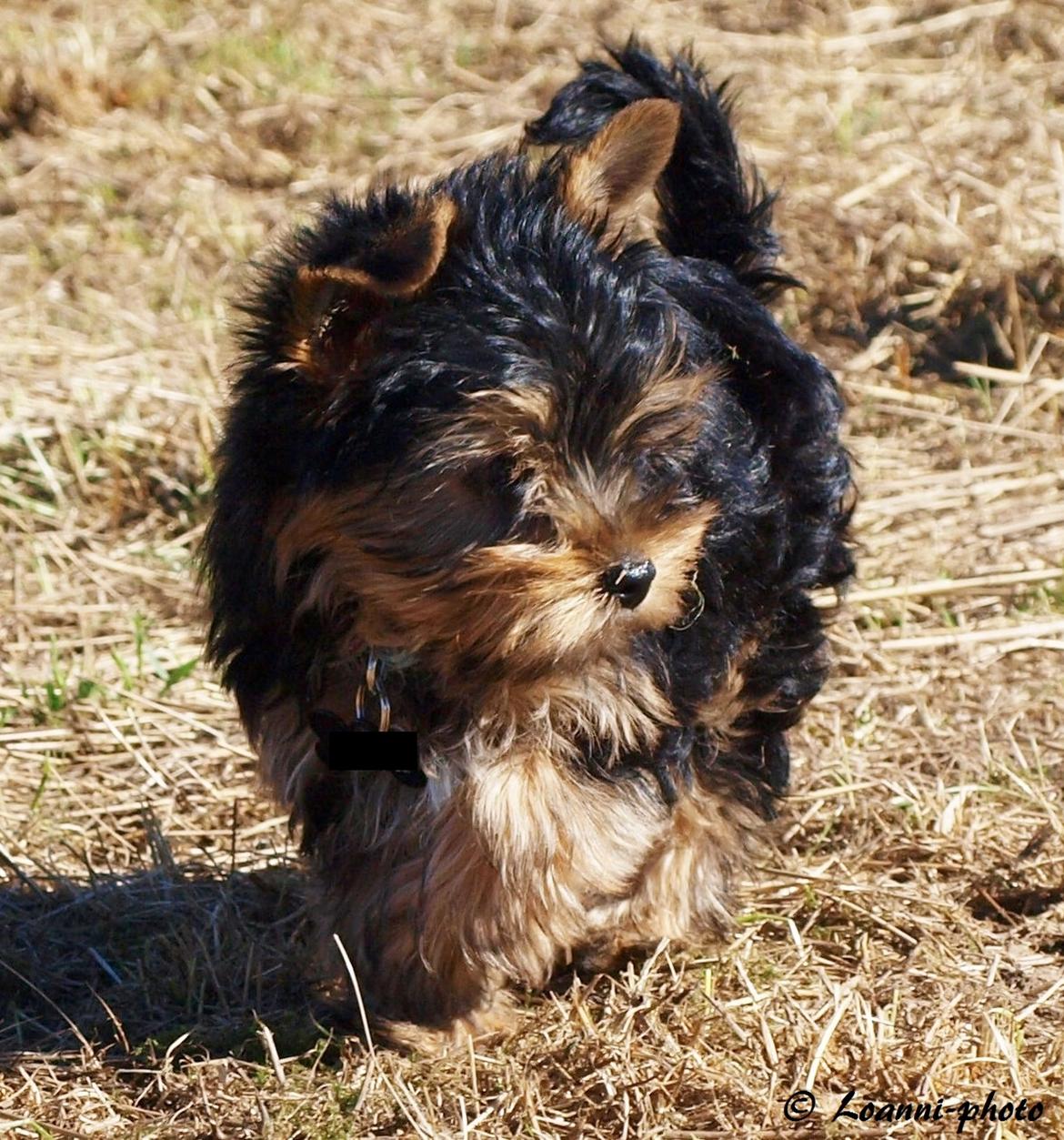 Yorkshire terrier Cujo billede 29