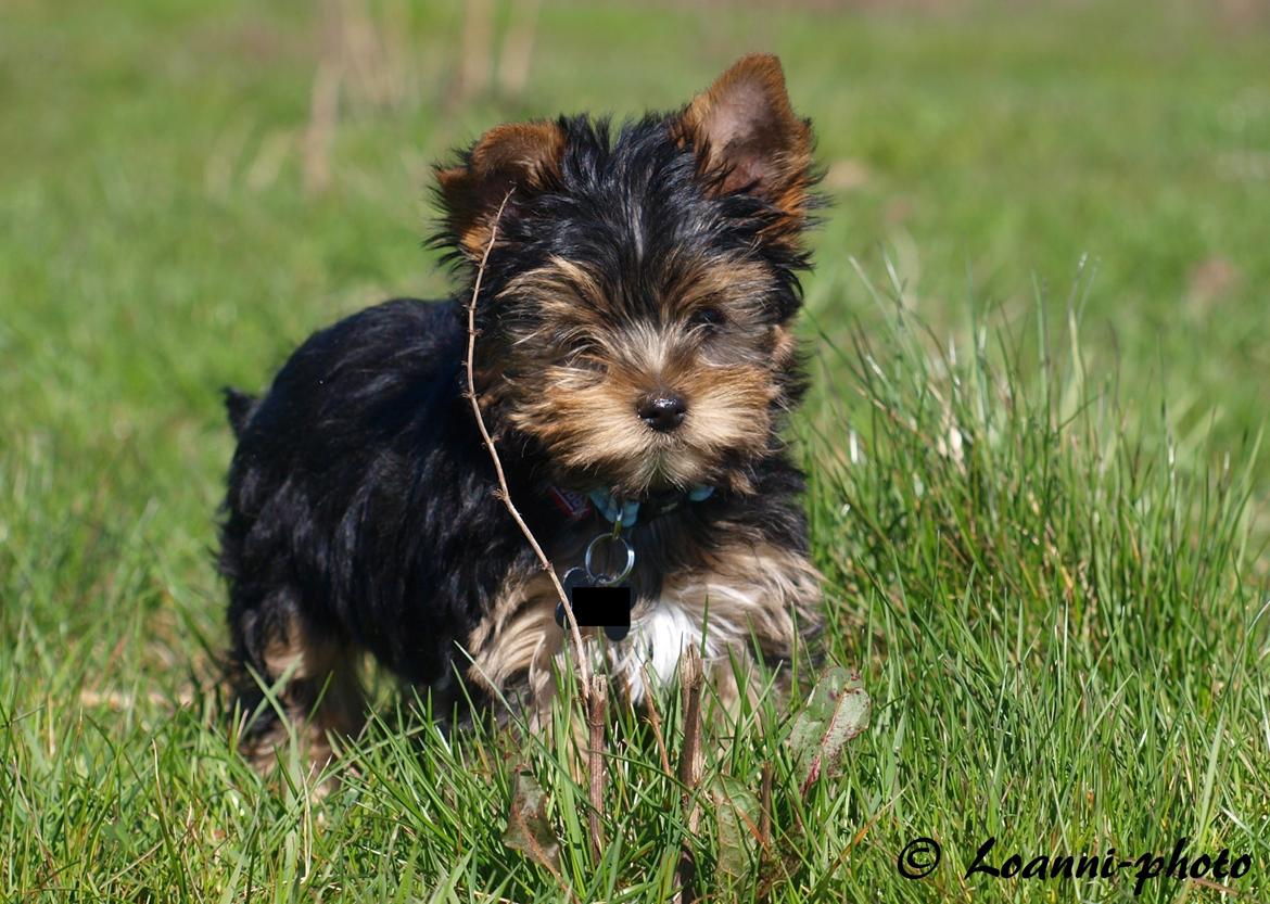 Yorkshire terrier Cujo billede 27