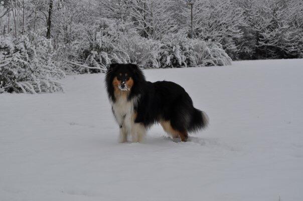 Collie langhåret R.I.P Kiitos billede 1