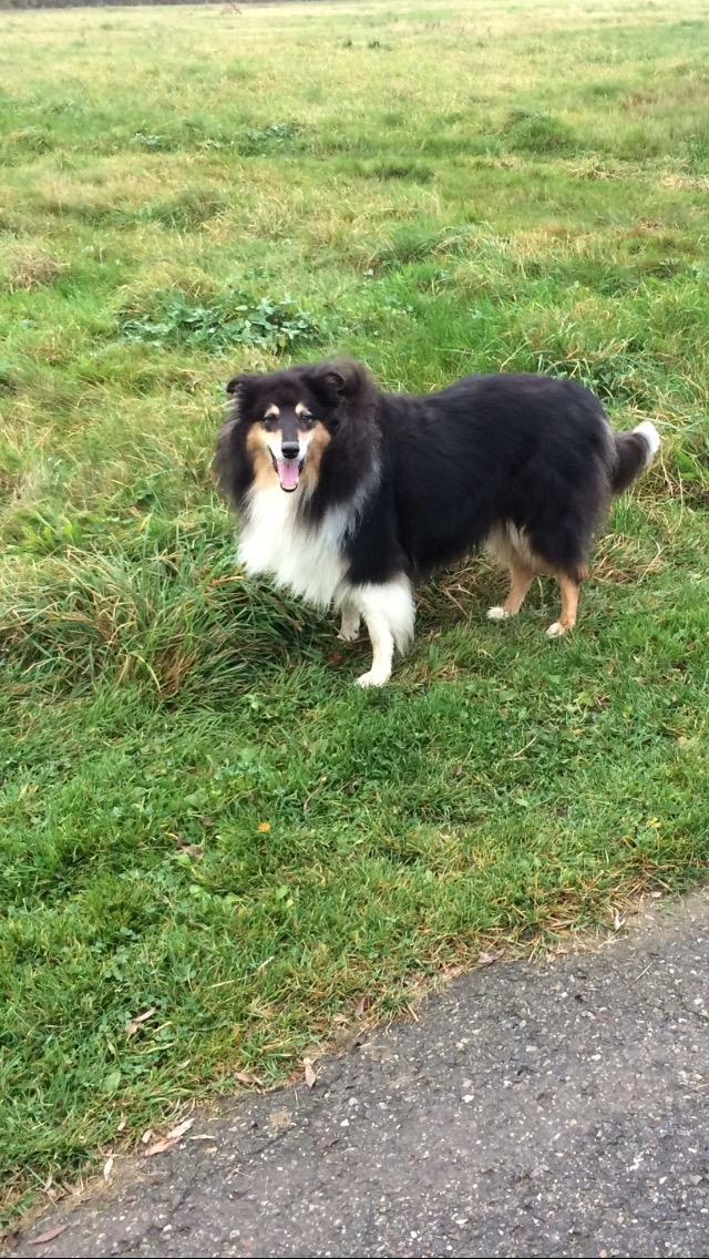 Collie langhåret R.I.P Kiitos billede 5