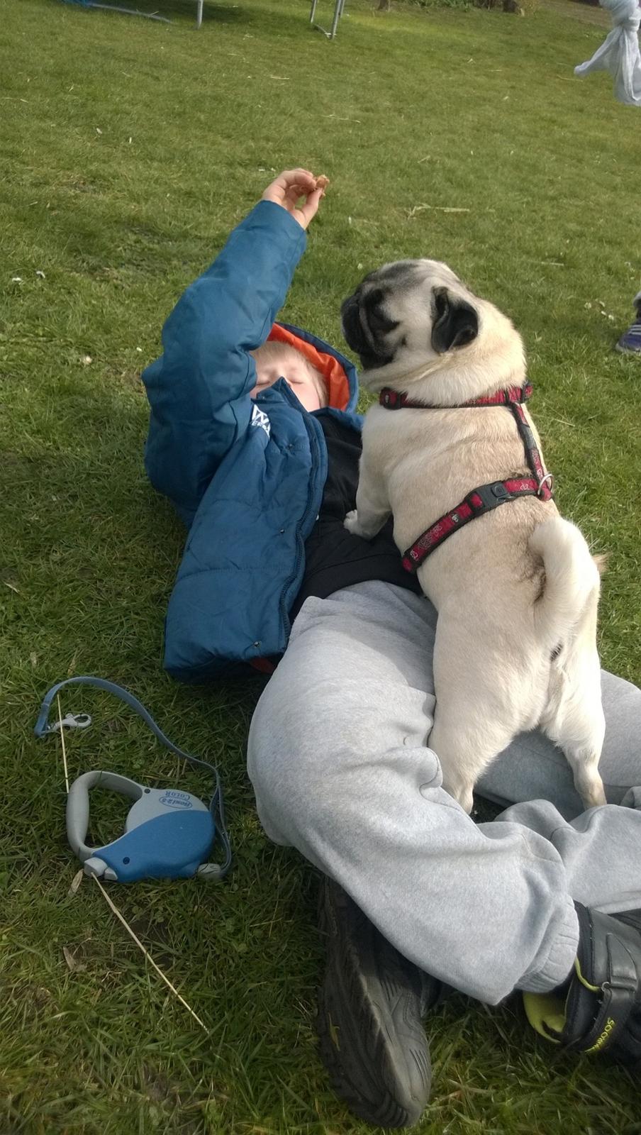 Mops Lykkedals Isabella billede 3