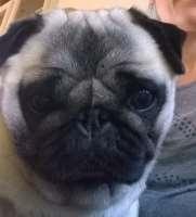 Mops Lykkedals Isabella billede 1