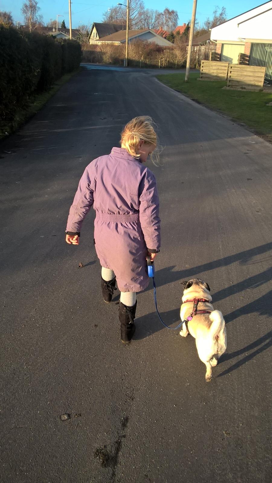 Mops Lykkedals Isabella billede 4