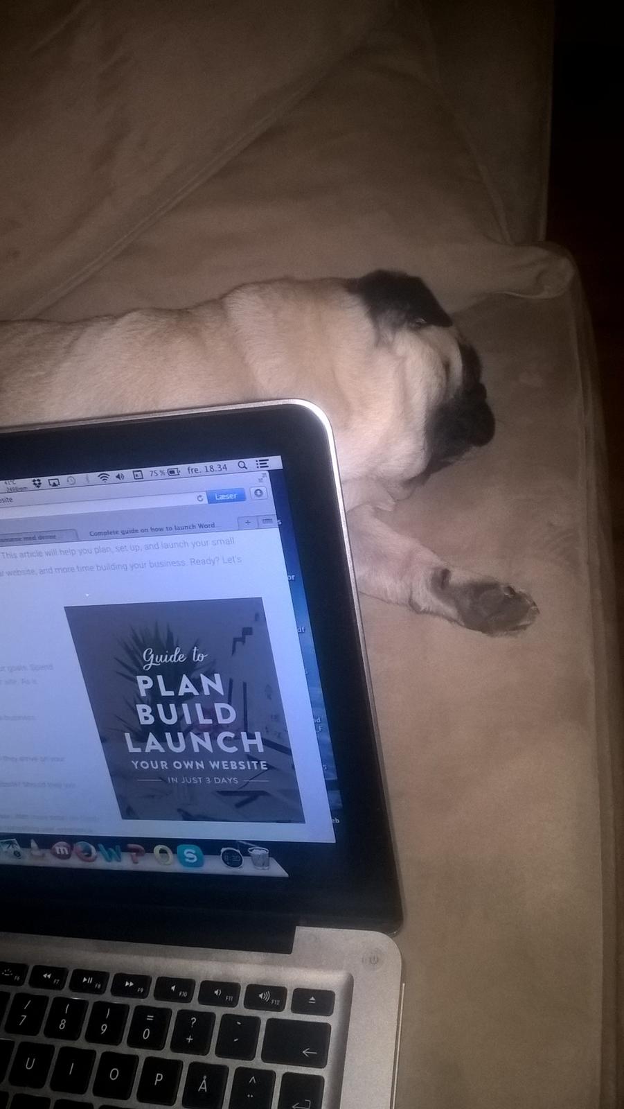 Mops Lykkedals Isabella billede 5