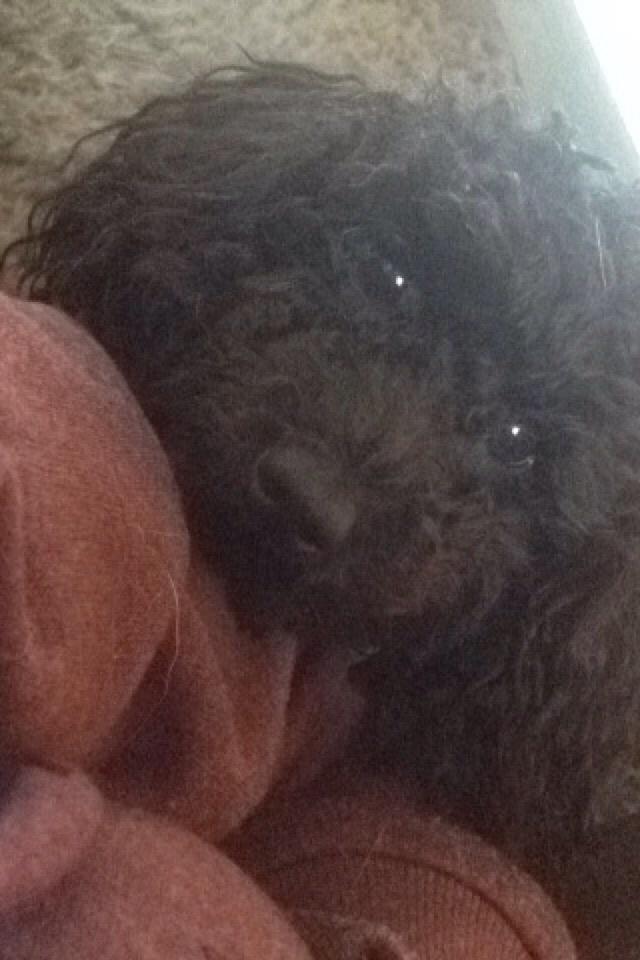 Dværgpuddel Daisy (Kennel-navn: "Vickys Beatrix") billede 6