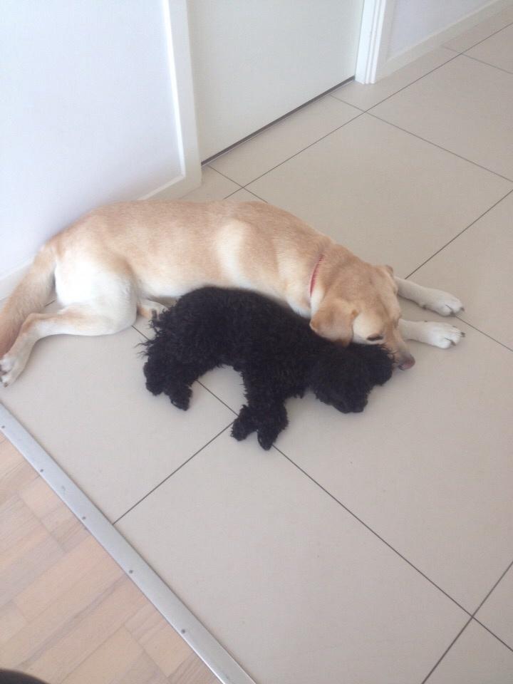 Dværgpuddel Daisy (Kennel-navn: "Vickys Beatrix") billede 14