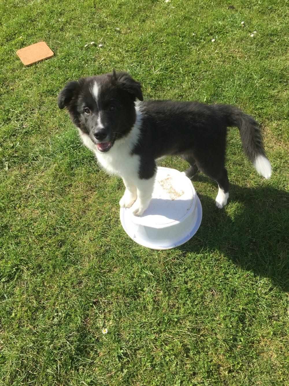 Border collie Samson billede 9