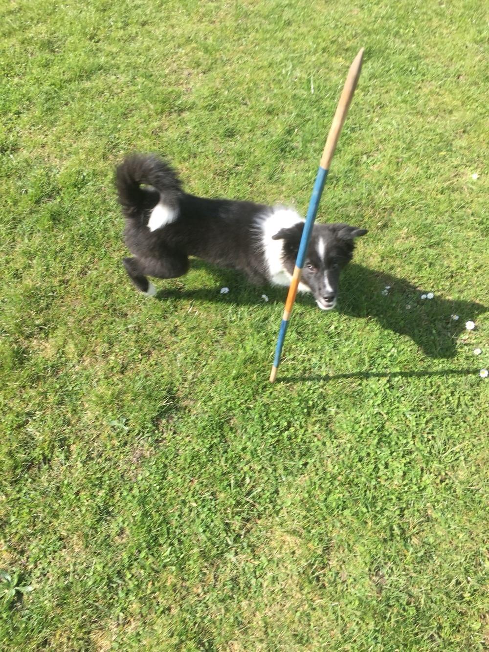 Border collie Samson billede 10