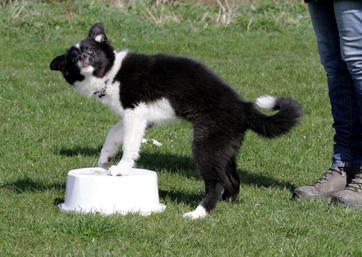 Border collie Samson billede 11