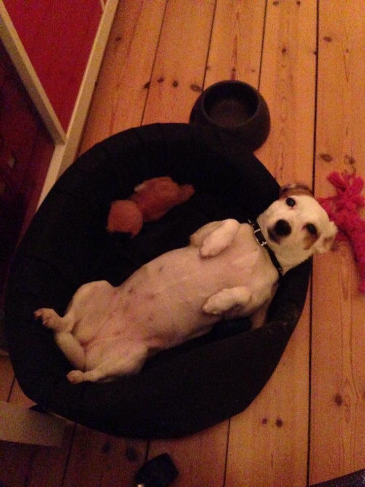 Jack russell terrier Manglekærvejen's Bella <3 - Grillkylling billede 13