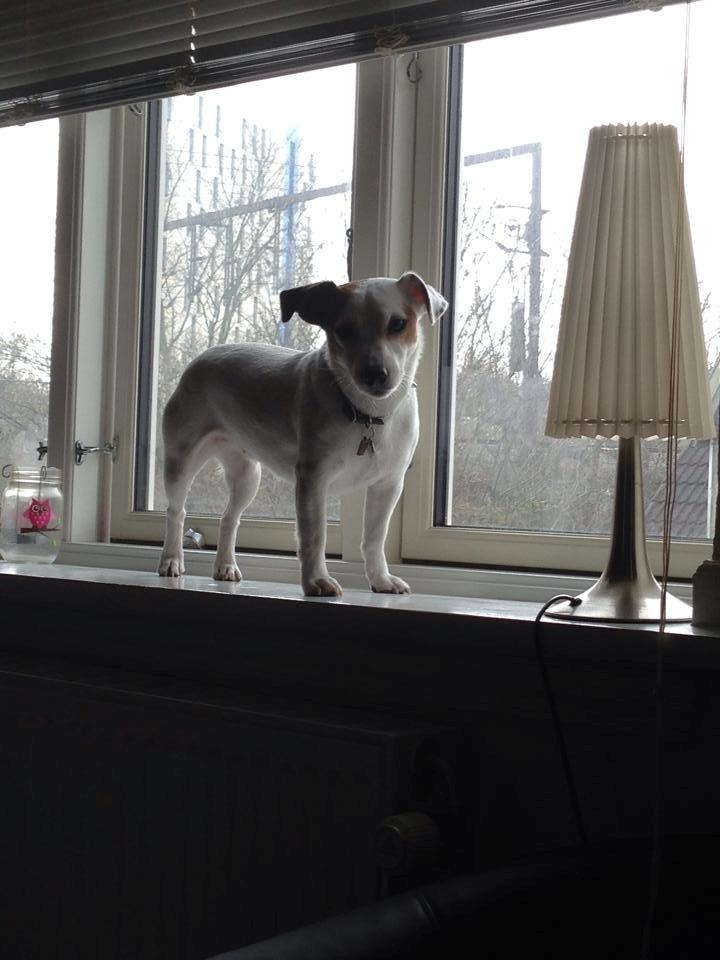 Jack russell terrier Manglekærvejen's Bella <3 billede 14