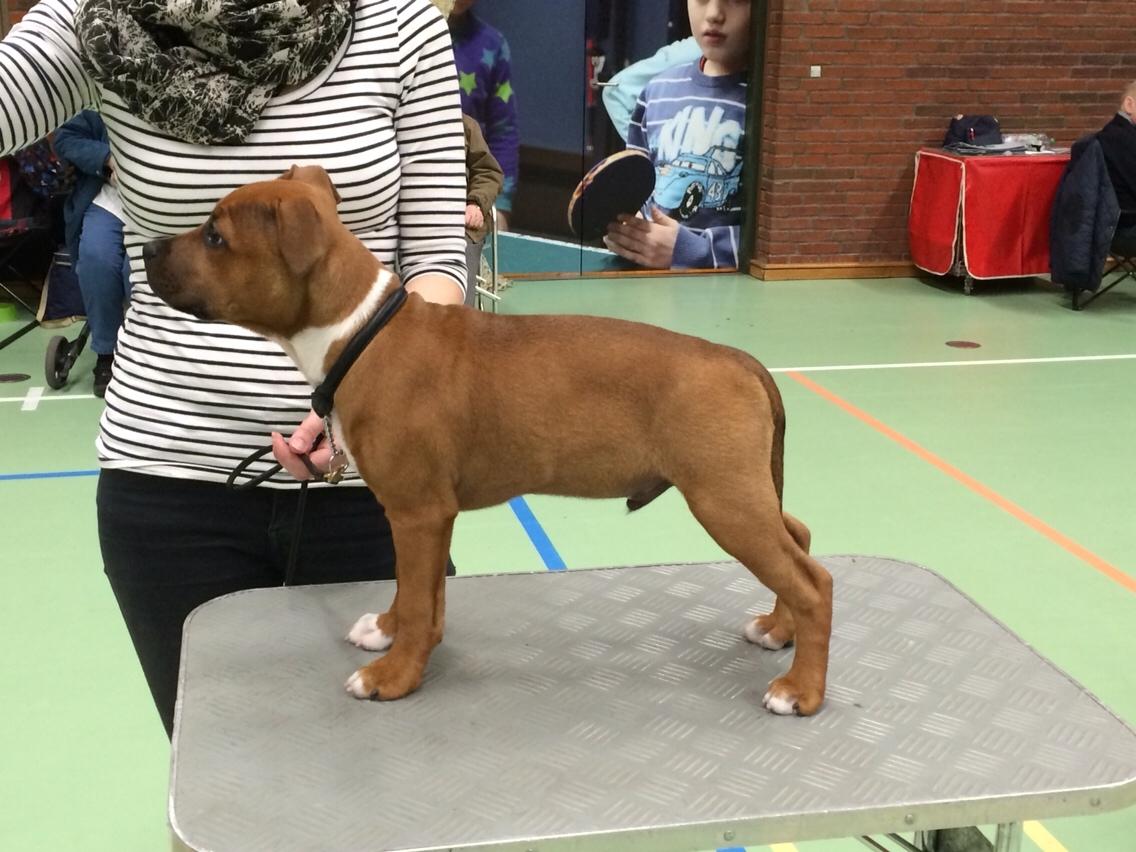 Staffordshire bull terrier Joddricks Devils Dream - Argo - Første udstilling 10/4 i DTK i Billund billede 3
