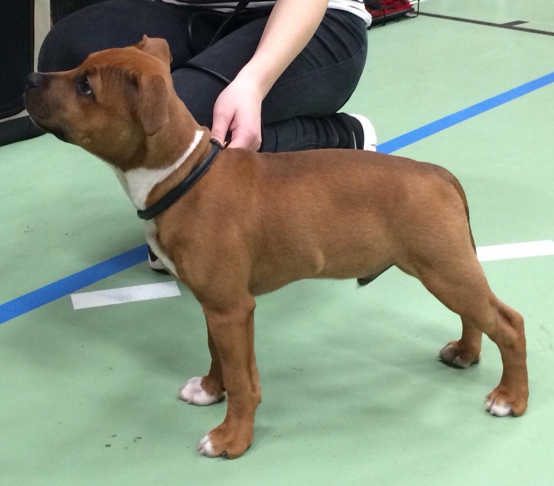 Staffordshire bull terrier Joddricks Devils Dream - Argo - Første udstilling 10/4 i DTK i Billund billede 2