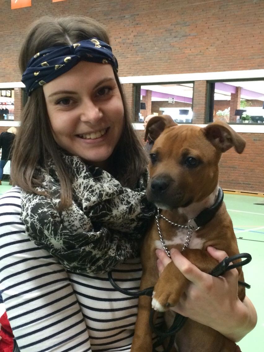 Staffordshire bull terrier Joddricks Devils Dream - Argo billede 4