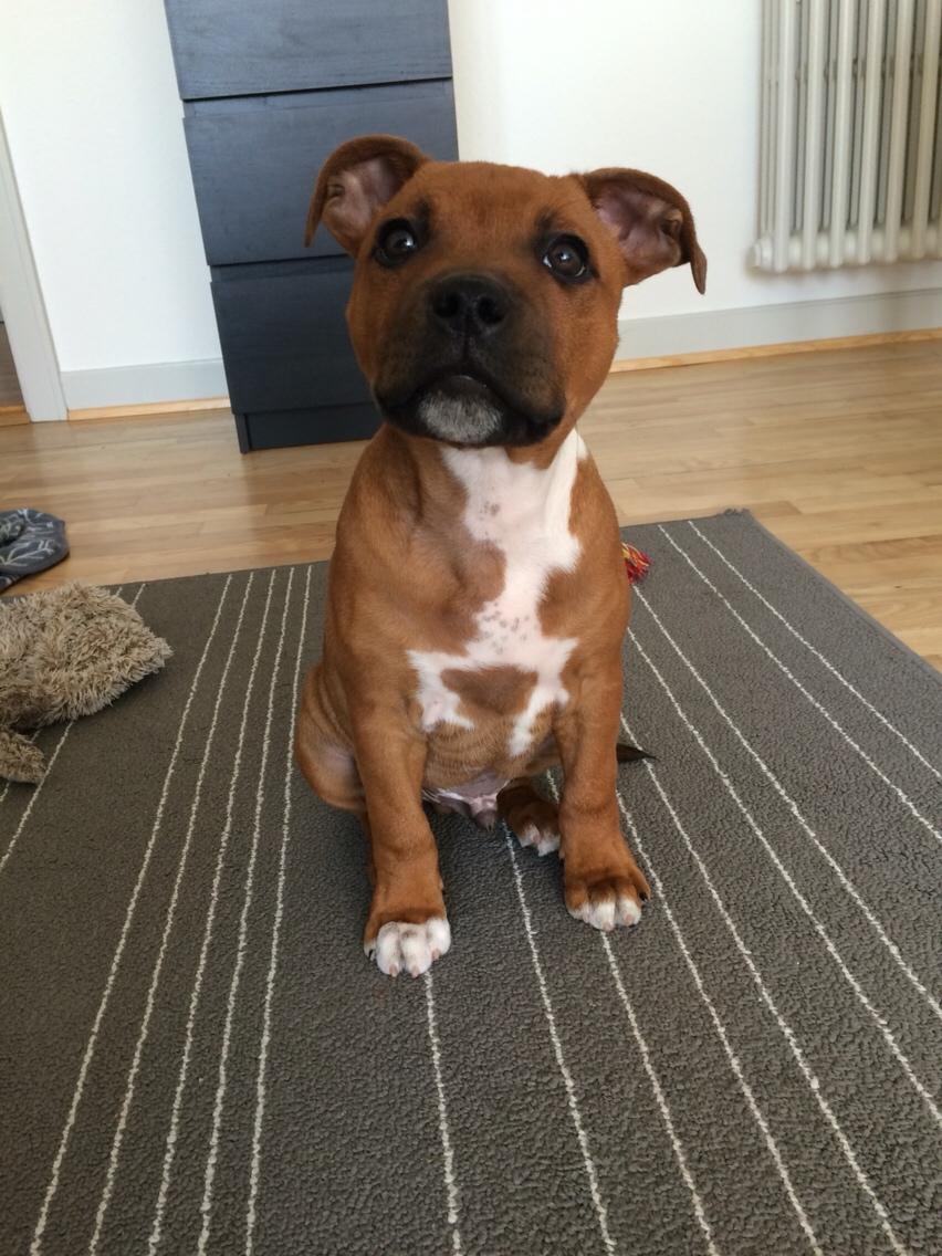 Staffordshire bull terrier Joddricks Devils Dream - Argo billede 5