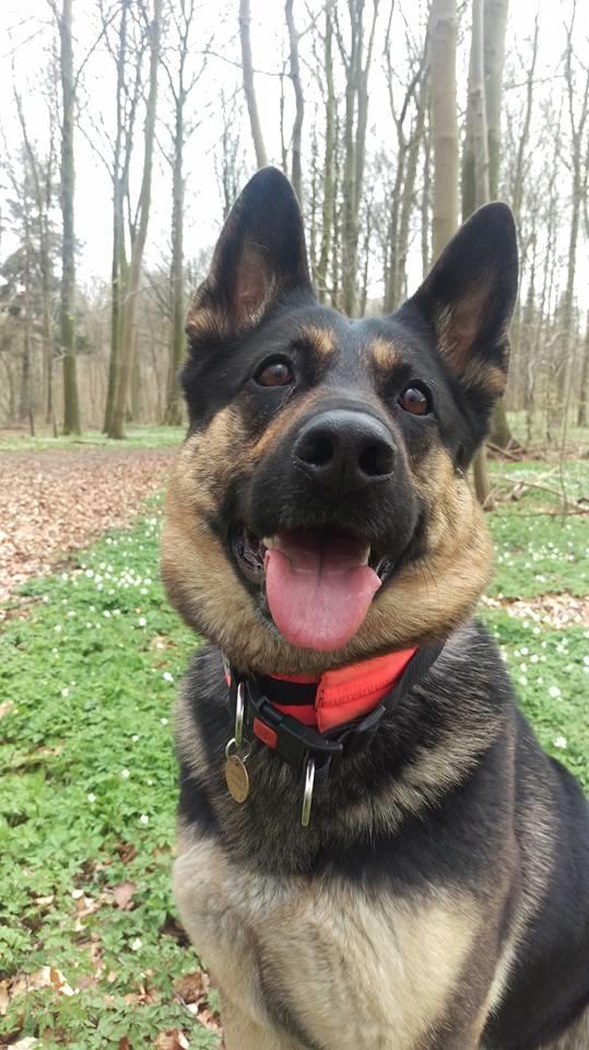 Schæferhund Juice 17/2-2011 - 7/9-2021 - 13 april 2016 smukke tøs <3  billede 12