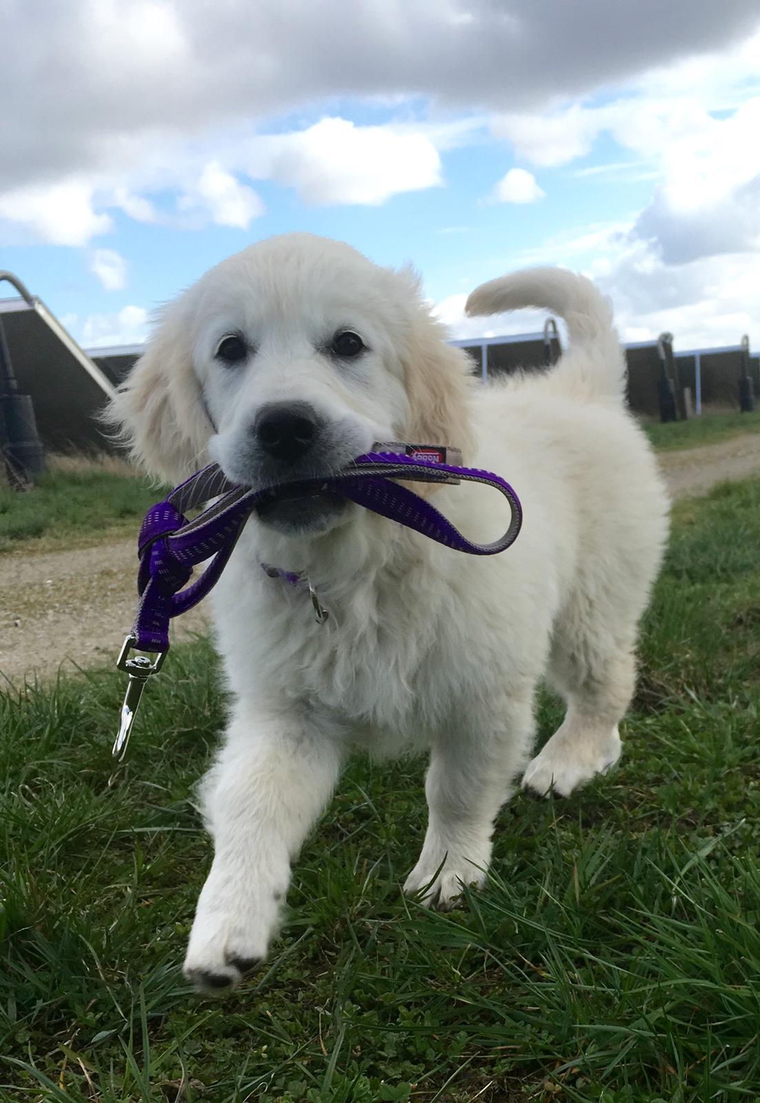 Golden retriever Woodstar Captain Janeway billede 13