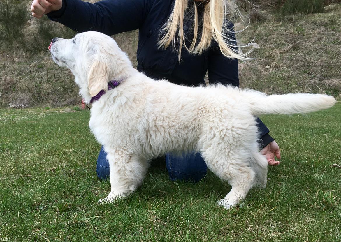 Golden retriever Woodstar Captain Janeway billede 15