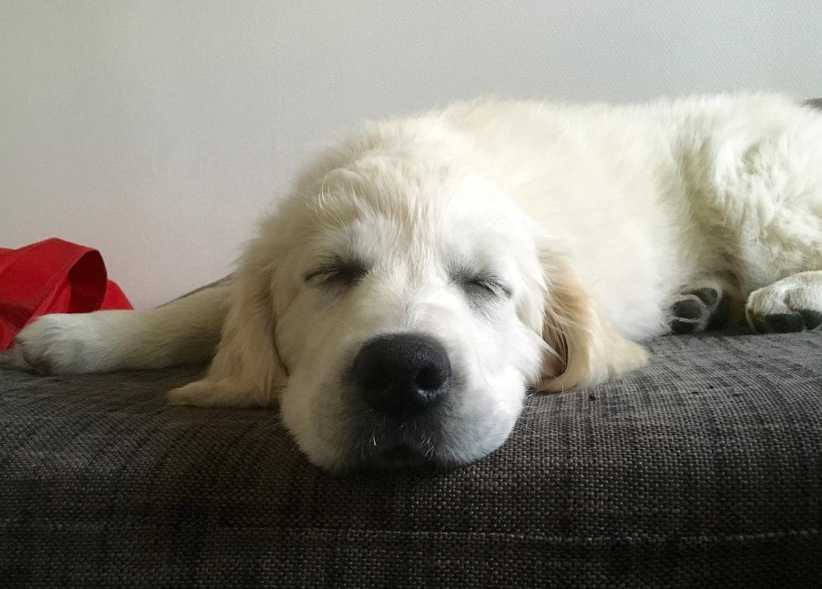 Golden retriever Woodstar Captain Janeway billede 16