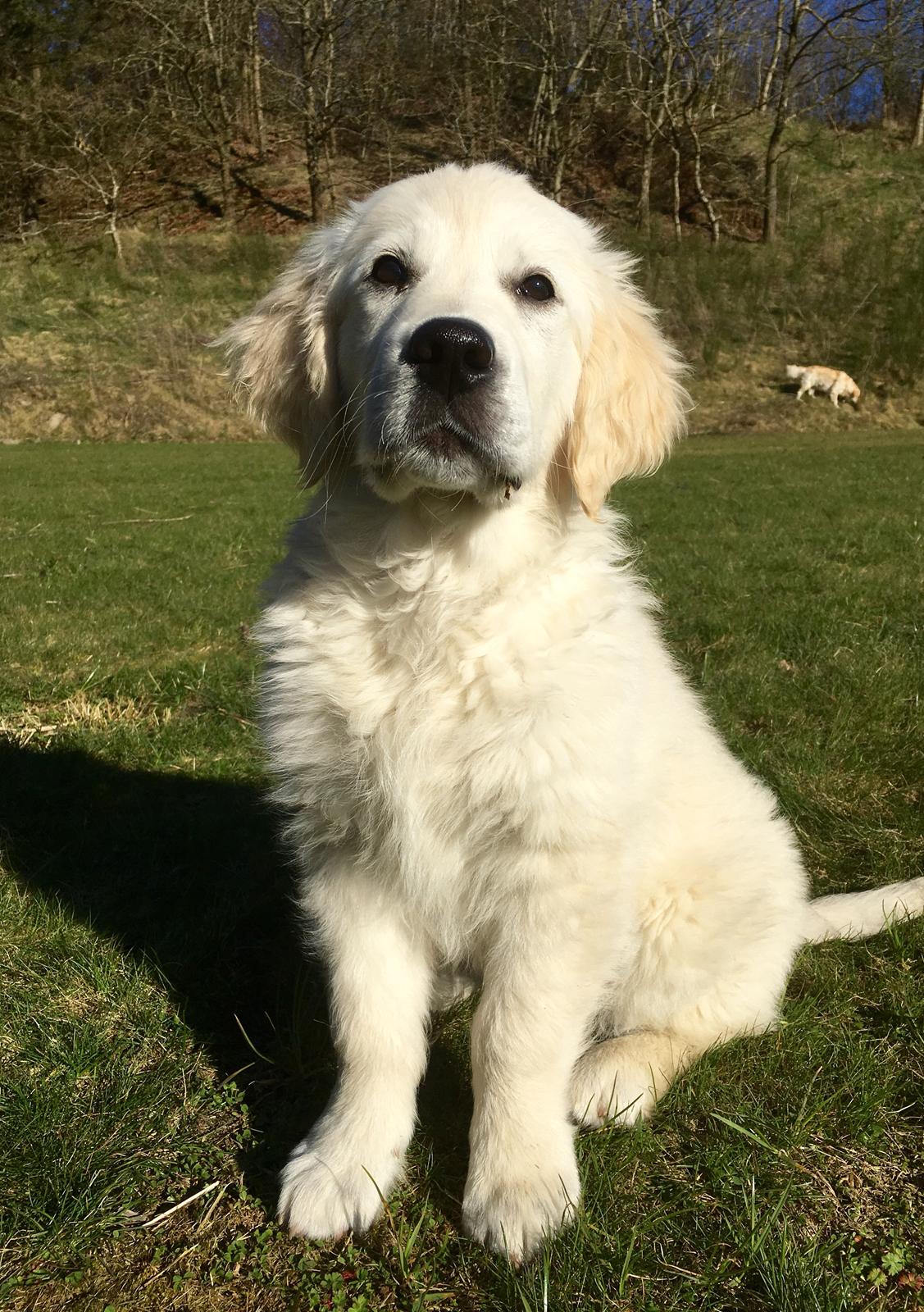 Golden retriever Woodstar Captain Janeway billede 17