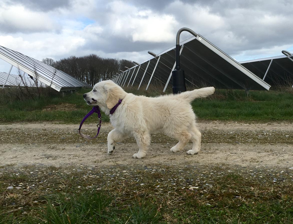 Golden retriever Woodstar Captain Janeway billede 14