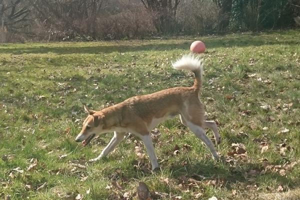 Blanding af racer Brandalarmen Anton billede 19