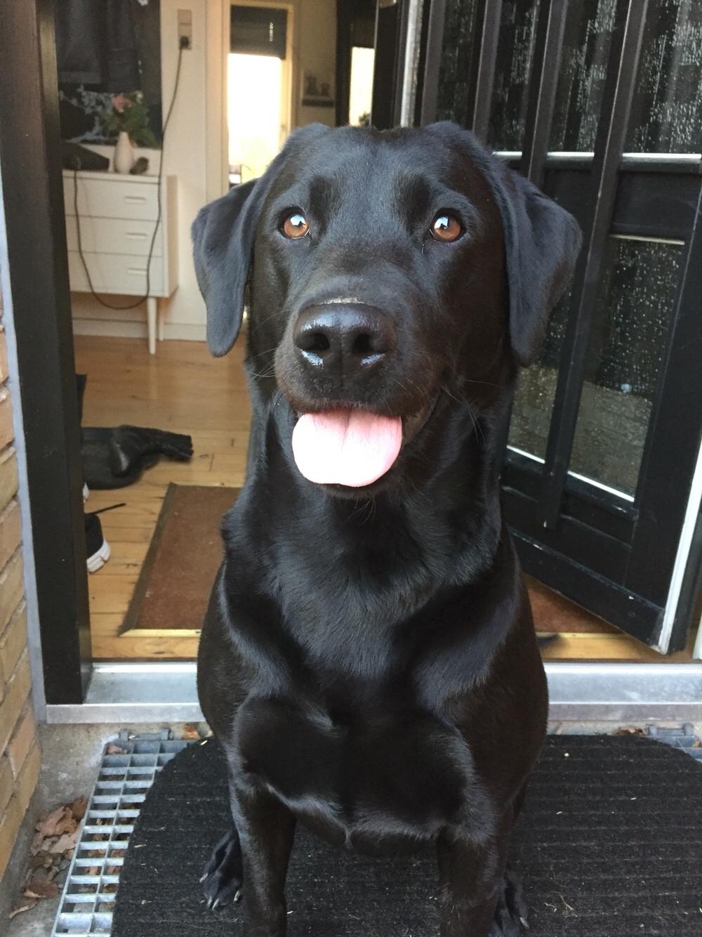 Labrador retriever Amy billede 21